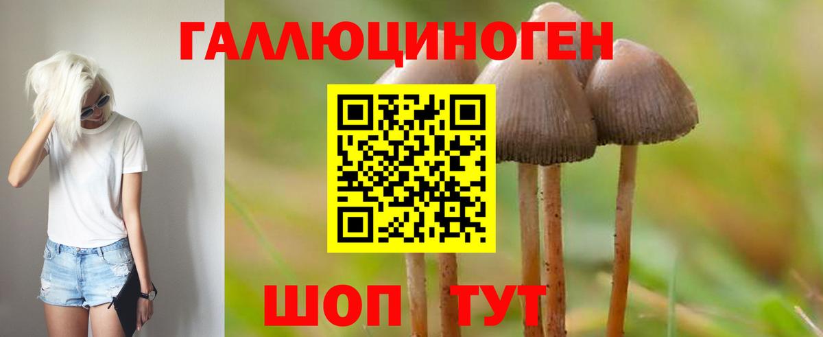 Псилоцибиновые грибы Cubensis Городец